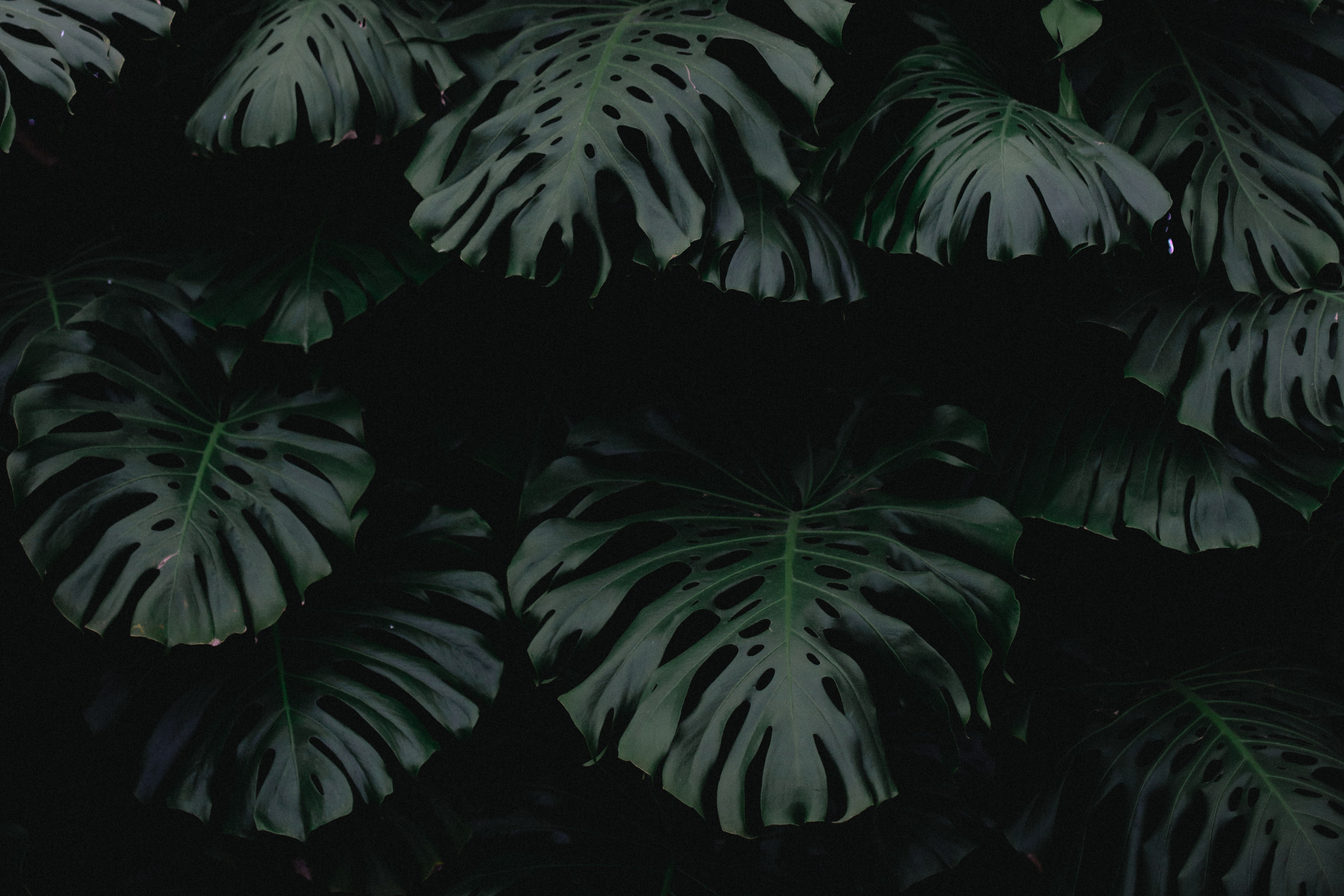 Monstera Background